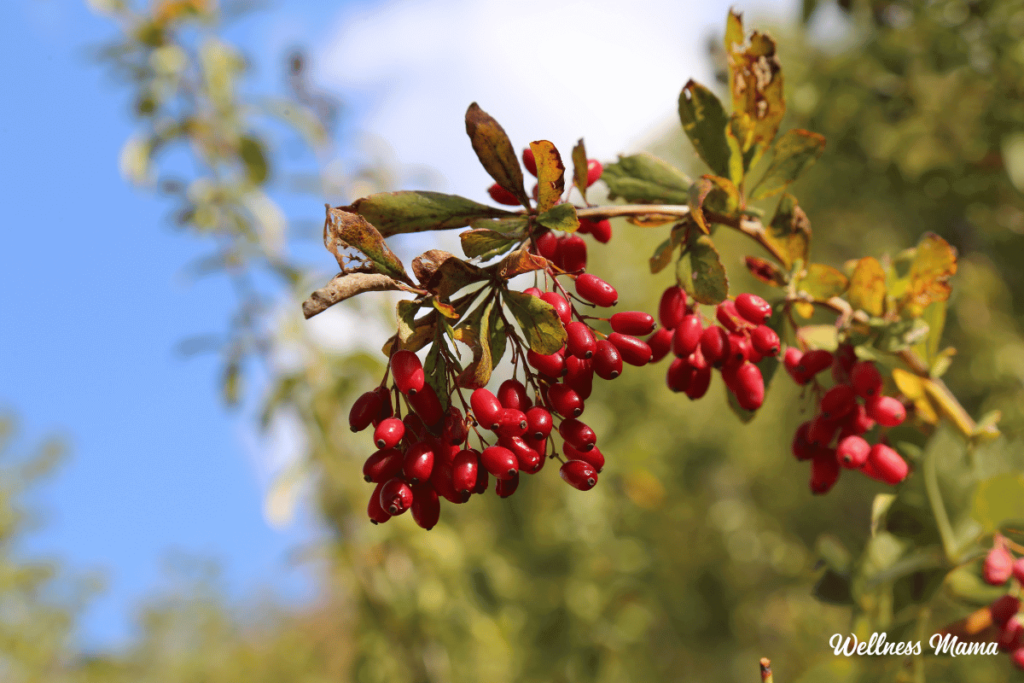 berberine