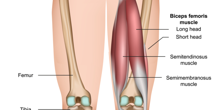 30 Best Hamstring Exercises of All Time