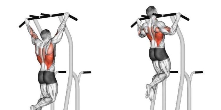 Muscles Used In Pulling Exercises.jpg