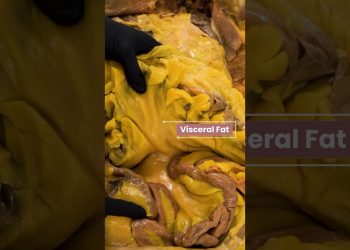 How Your Body Burns Fat